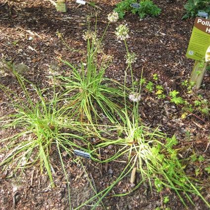 Wild Nodding Onion